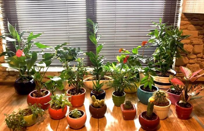 چگونه از گیاهان خانگی مراقبت کنیم؟